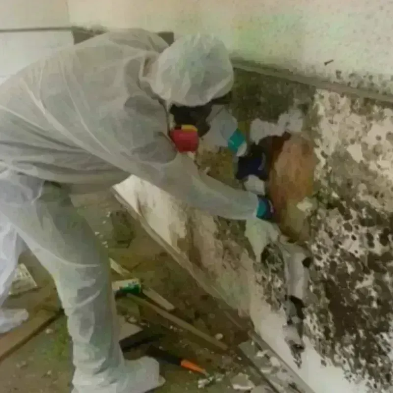 Mold Remediation and Removal in Weymouth, MA